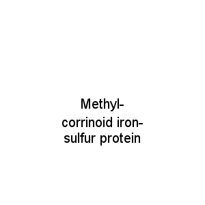 Methyl-corrinoid iron-sulfur protein